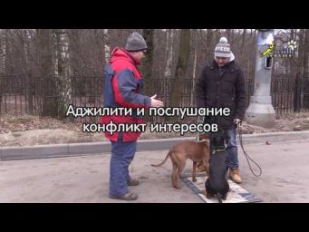 Аджилити и послушание конфликт интересов