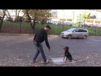 Комплекс, Неправильное сочетание команды, жеста и подхода к собаке