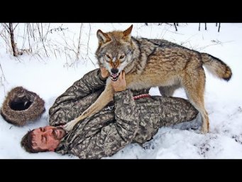 RESCUE WOLF COMPILATION. СПАСЕНИЕ ВОЛКОВ ПОПАВШИХ В ЛОВУШКУ