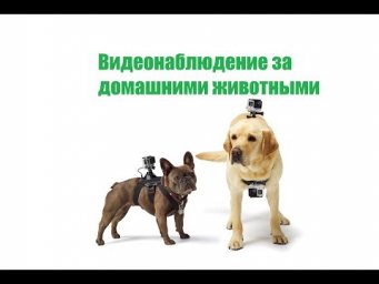 Видеонаблюдение за домашними животными