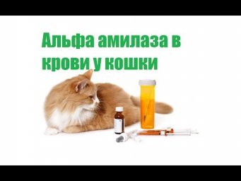 Альфа Амилаза В Крови У Кошки & Причины Нарушения Уровня Альфа Амилазы У Кошки.Ветклиника Био-Вет