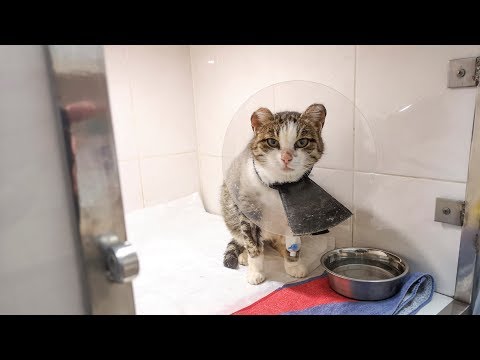Кошка пошла за женщиной просить о помощи Опухоль параанальных желез Спасаем treat a cat