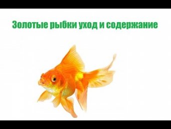 Золотые рыбки уход и содержание