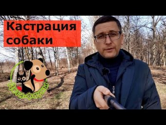 Нужно ли кастрировать собаку (кобеля)?