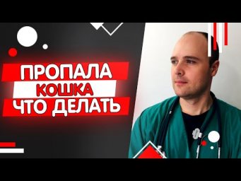 Пропала кошка что делать как искать и найти