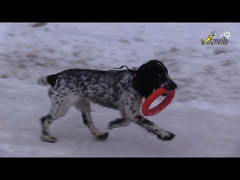 Проблема -- собака НЕ охраняет свою игрушку, что делать?