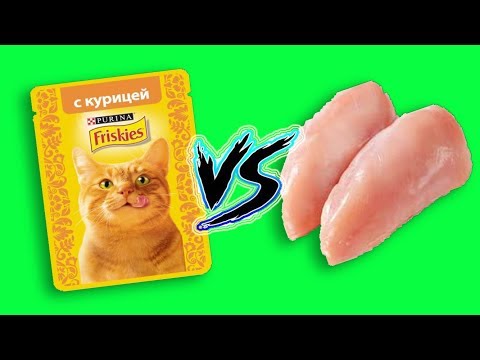 КОТ ВЫБИРАЕТ: FRISKIES ИЛИ СЫРАЯ КУРИЦА