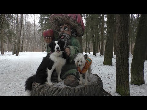 Собака на улице не выполняет команды. Что делать? / Дрессировка собак