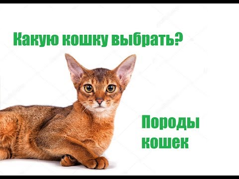 Какую кошку выбрать? Породы кошек.