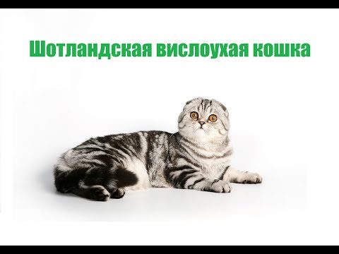 Шотландская вислоухая кошка