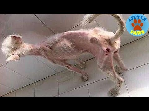 A Homeless Puppy's Amazing Transformation After Rescue