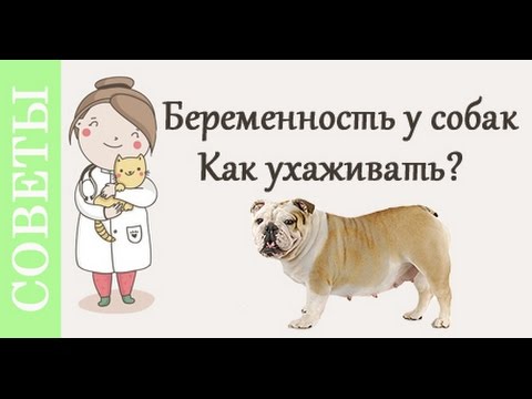 Беременность собак, как ухаживать? Советы ветеринара.