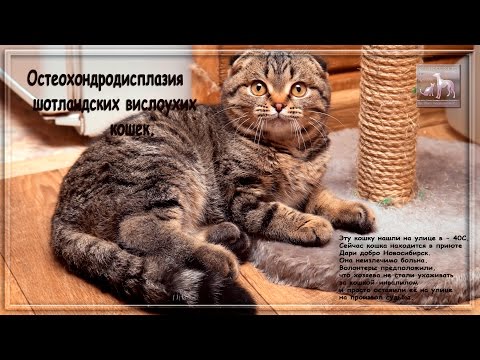 Котёнка инвалида выбросили на мороз в - 40 остеохондродисплазия шотландских вислоухих
