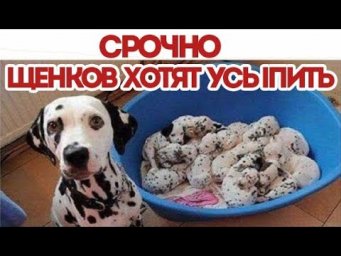 ТОП 5 способов мошенничества в интернете с животными.