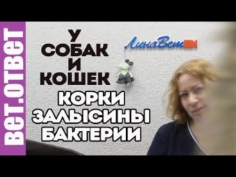 У Той-терьера залысины. Кот кушает и не толстеет. ВетОтвет.