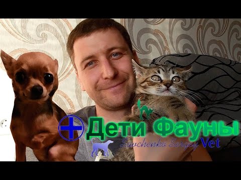 Почему собака ездит на попе. Как чистить анальные железы у мелких собак. Советы ветеринара Почему собака ездит на попе. Как чистить анальные железы у мелких собак. Советы ветеринара