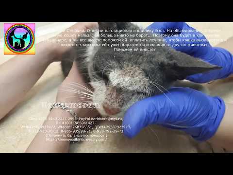 Все сторонились ее А кошка сидела у дороги и ждала помощи Она долго не ела to save a stray cat Все сторонились ее А кошка сидела у дороги и ждала помощи Она долго не ела to save a stray cat
