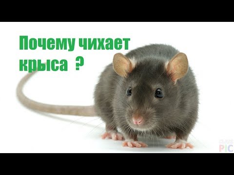 Почему чихает крыса?  Причины, лечение, профилактика