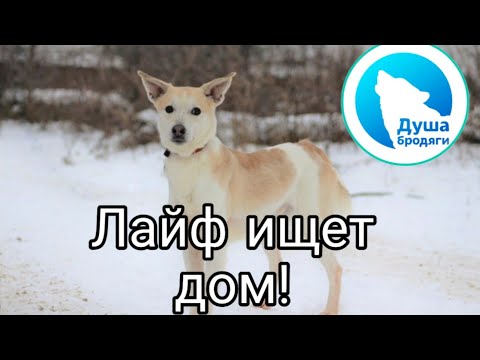 ЛАЙФ ИЩЕТ ДОМ! КАЛУГА