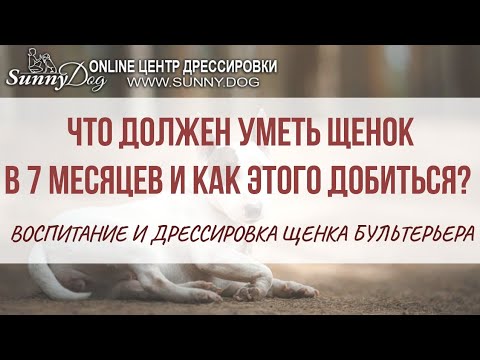 Что должен уметь щенок в 7 месяцев и как этого добиться? Воспитание и дрессировка щенка бультерьера