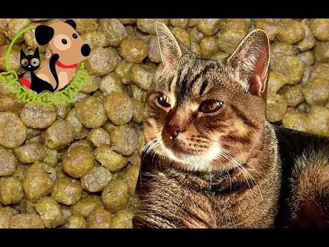 Какой выбрать корм? Как выбрать корм для кошки/собаки?