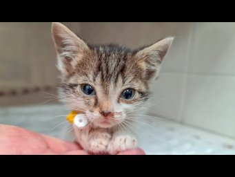 Кот Мао спасает жизнь котенка Малявочки найденного  в подъезде the cat saves the kitten