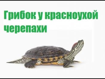 Грибок у красноухой черепахи, микоз кожи, лечение грибка