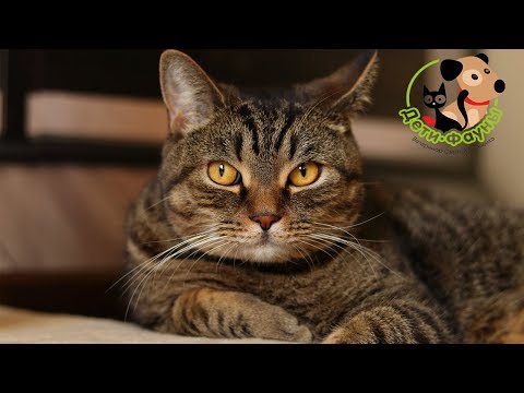Стоит ли выпускать кошку на улицу? Самовыгул кошки Стоит ли выпускать кошку на улицу? Самовыгул кошки