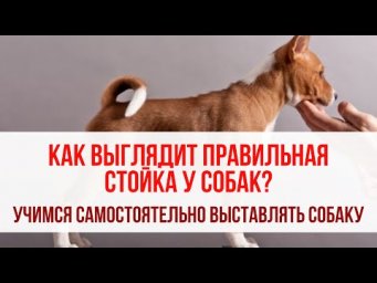 Как выглядит правильная стойка у собак? Учимся красиво выставлять собаку в ринге
