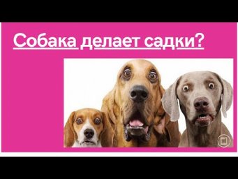 Что делать. собака  делает садки? Садки у собак &mdash; почему они делают это?