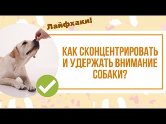 Как сконцентрировать и удержать внимание собаки на себе? Учимся привлекать внимание собаки