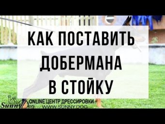 Как поставить добермана в стойку