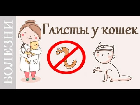 Глисты у кошки, таблетки от глистов. Советы ветеринара
