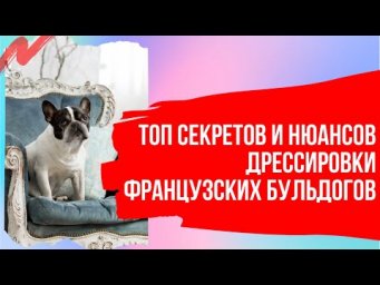 ТОП важных нюансов по дрессировке французского бульдога. Секреты правильного воспитания и обучения