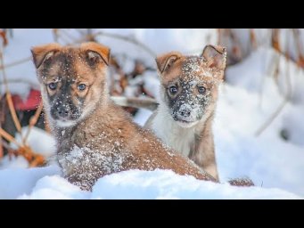 Щенки атаковали квартиру 