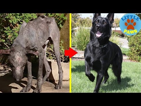 Rescue Starving Dog & In Severly Malnourished, Now Watch His Transformation Rescue Starving Dog & In Severly Malnourished, Now Watch His Transformation