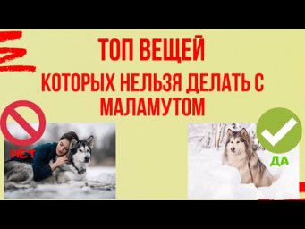 Никогда не делайте ЭТОГО, если у вас маламут! Топ вещей, которых нельзя делать ни в коем случае!