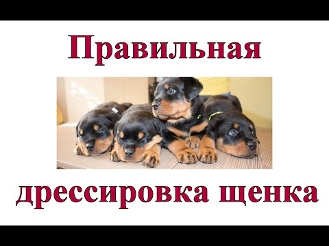 Как правильно дрессировать щенка - не давите на него!