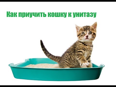 Как Приучить Кошку К Унитазу & Метод Приучения Кошки к Унитазу. Ветклиника Био-Вет
