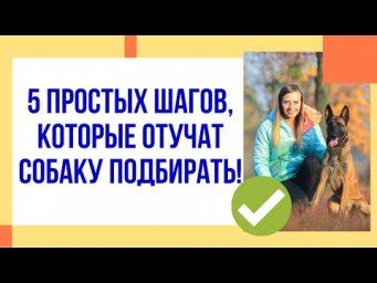 5 простых шагов, которые отучат собаку подбирать на улице! Отучаем стаффорда пылесосить на прогулке