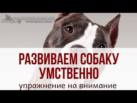 Как добиться внимания от собаки? Тренировка ума собаки