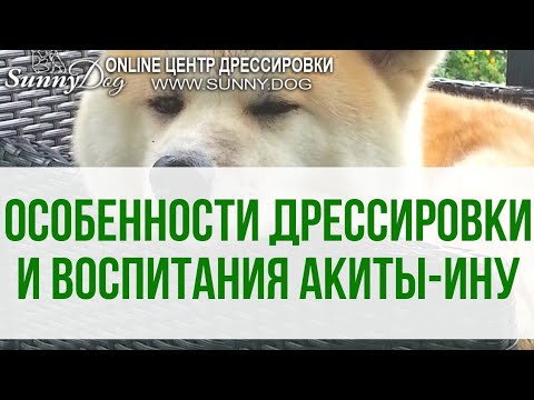 Особенности дрессировки и воспитания собаки породы Акита-Ину