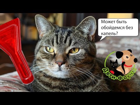 Отравление собаки или кошки после обработки каплями. Что делать?