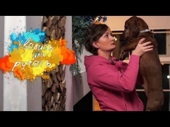 Как правильно хвалить и ругать собаку?