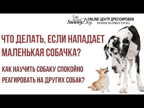 Что делать, если нападает маленькая собака? Как научить собаку спокойно реагировать на других собак?