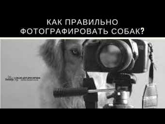 Как фотографировать собаку?  Раскрываем секреты