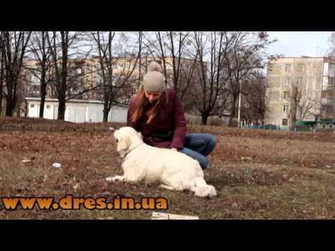 Самый главный секрет дрессировки