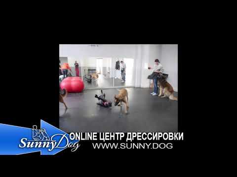 Детский садик для собак в Харькове. Что мы делаем?
