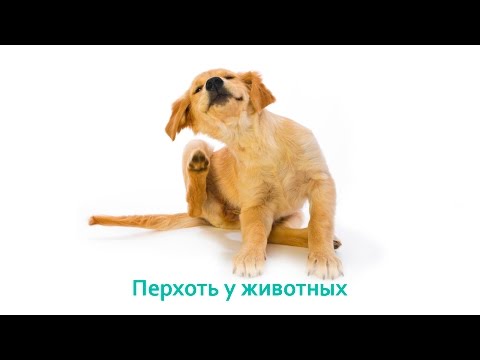 Перхоть у животных. Ветеринарная клиника Био-Вет.