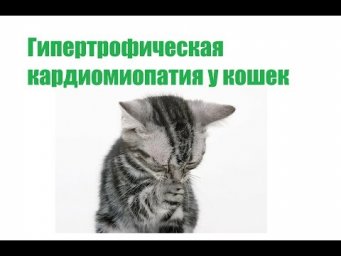 Гипертрофическая Кардиомиопатия У Кошек&Лечение Гипертрофической Кардиомиопатии.Ветклиника Био-Вет.